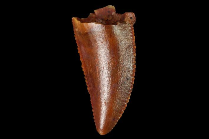 Serrated, Raptor Tooth - Real Dinosaur Tooth #171436